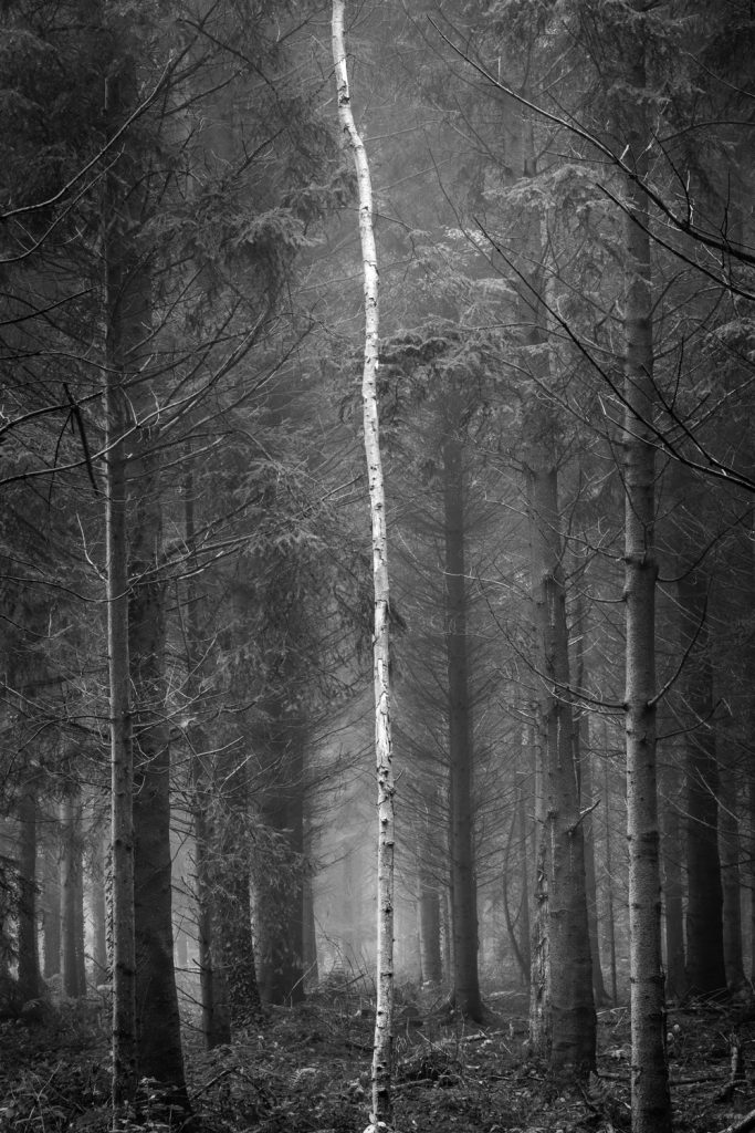 Forest 2018